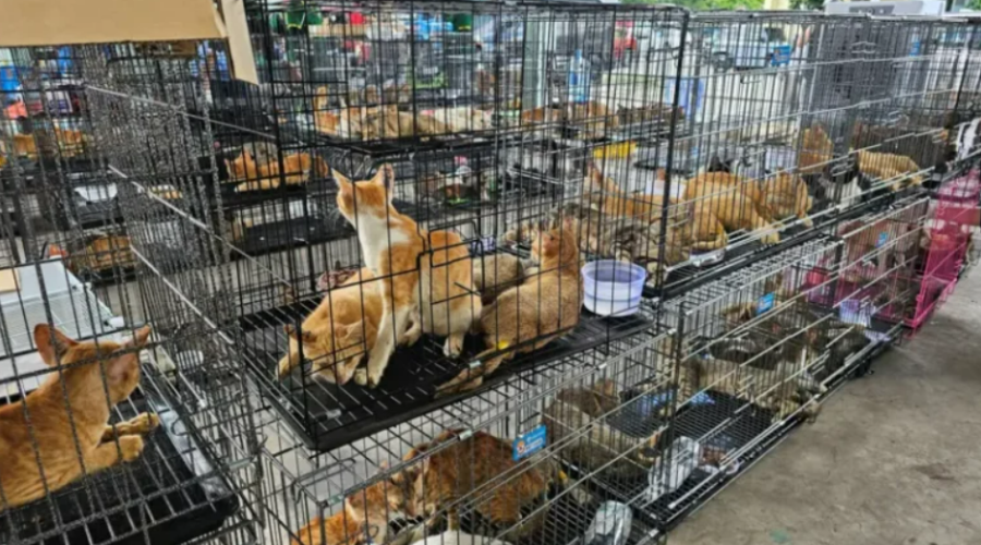 Rede que roubava gatos para consumo humano é desmantelada no Vietnã; mais de 400 animais são resgatados